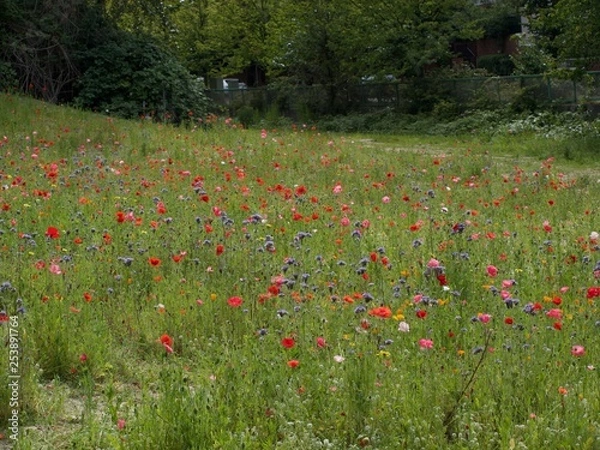 Obraz Wildflowers in field