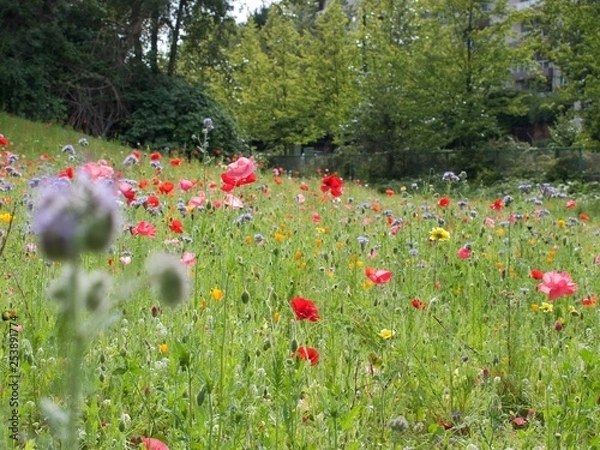 Obraz Wildflowers in field