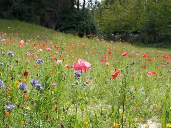 Obraz Wildflowers in field