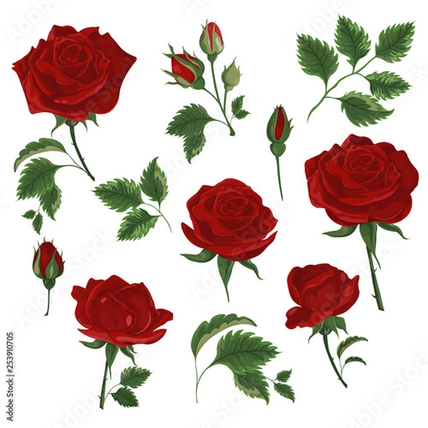 Obraz red rose with black contour outline design decor element isolated on white