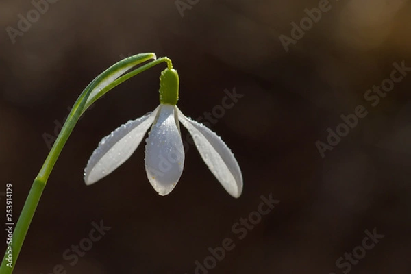 Fototapeta Snowdrop spring flowers. Delicate Snowdrop flower is one of the spring symbols telling us winter is leaving and we have warmer times ahead. Fresh green well complementing the white Snowdrop blossoms.