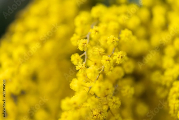 Fototapeta ミモザ