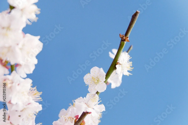 Fototapeta 桜の写真と春の風景