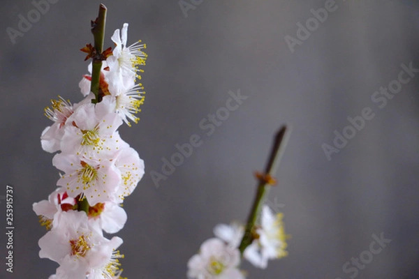 Fototapeta 桜の写真と春の風景