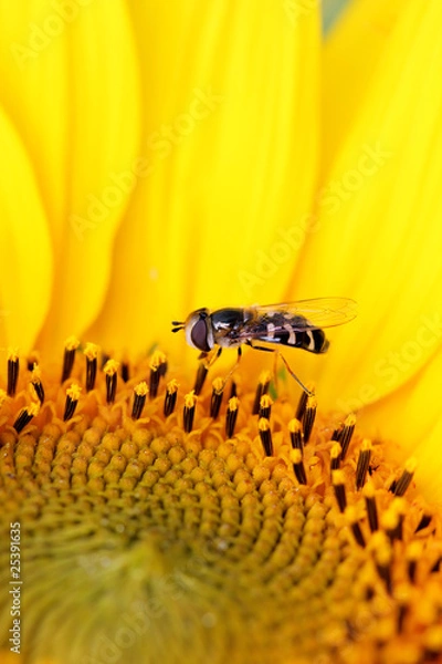 Obraz sunflower with insect