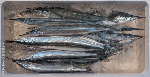 Fototapeta Japanese Halfbeaks (hyporhamphus sajori) fish in a white styropor box preserved in ice