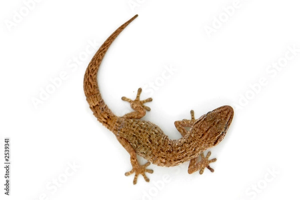 Obraz lizard