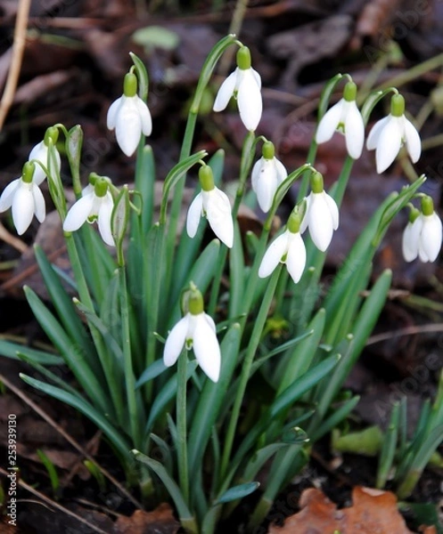 Obraz Snowdrops (Galanthus nivalis) 