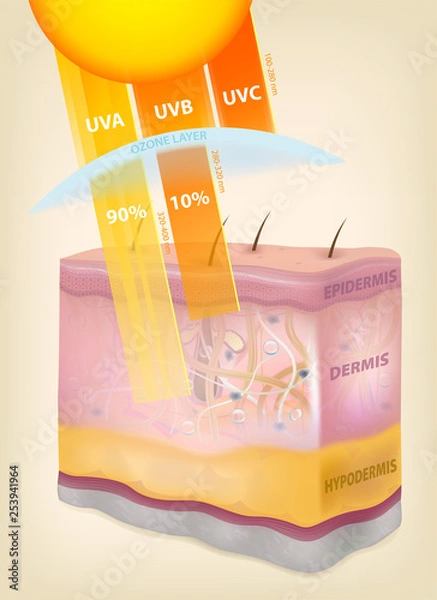 Fototapeta The sun rays layers of the skin. Three-dimensional drawing, realistic, vector
