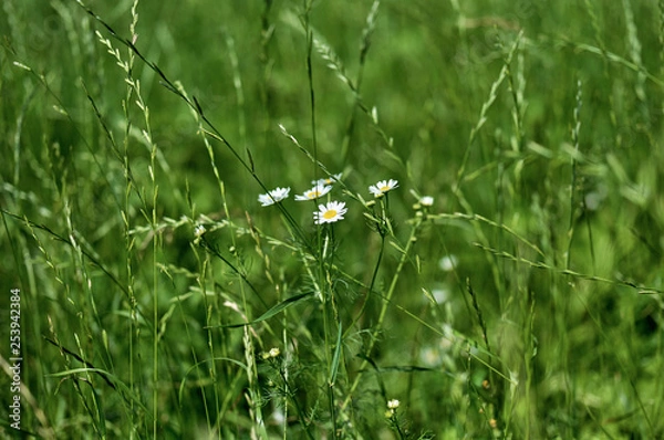 Fototapeta Grass with a chamomile
