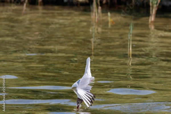 Fototapeta Lachmöwe