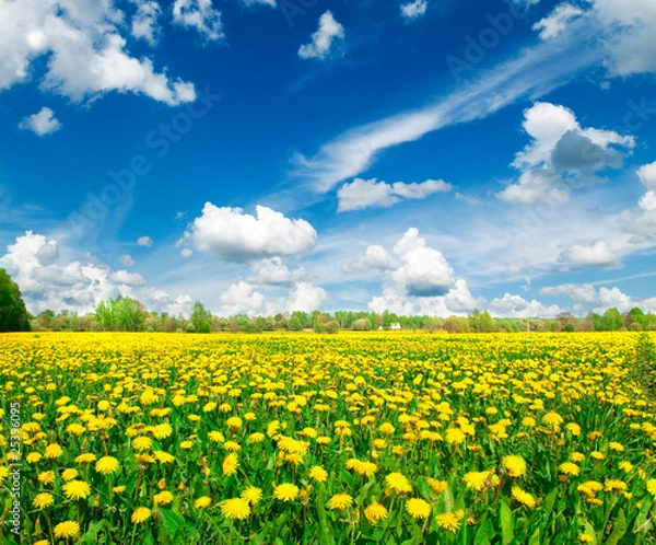 Obraz Meadow with yellow dandelions. .