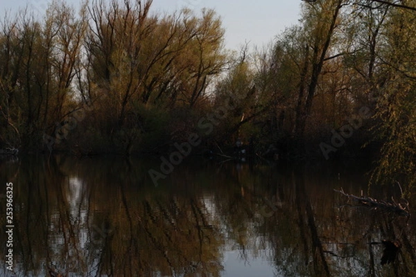 Obraz sunset in forest