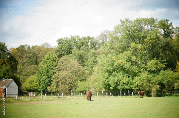 Obraz 放牧中の馬