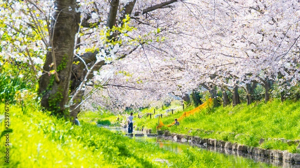 Obraz 元荒川の桜並木