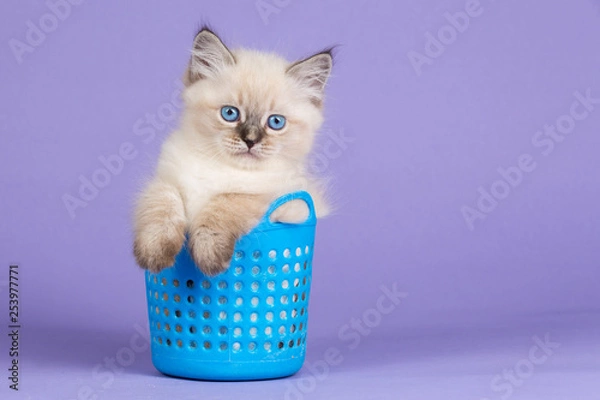 Obraz Beautiful Siberian kitten on purple in blue basket