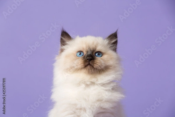 Obraz Beautiful Siberian kitten portrait on purple
