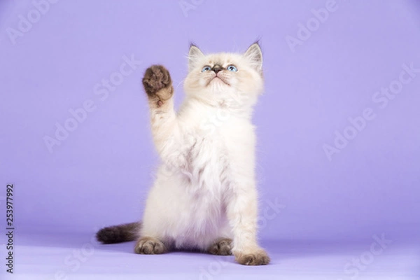 Obraz Beautiful Siberian kitten on purple