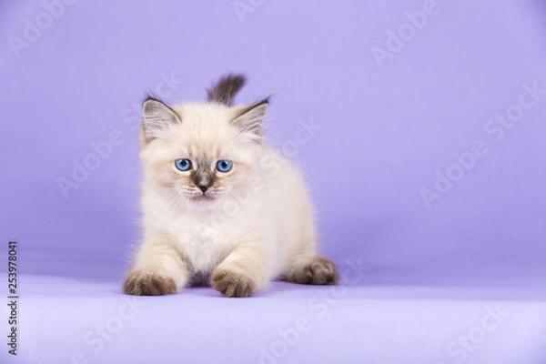 Obraz Beautiful Siberian kitten on purple