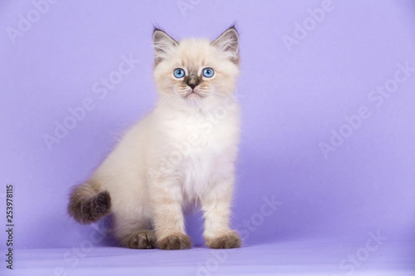 Obraz Beautiful Siberian kitten on purple
