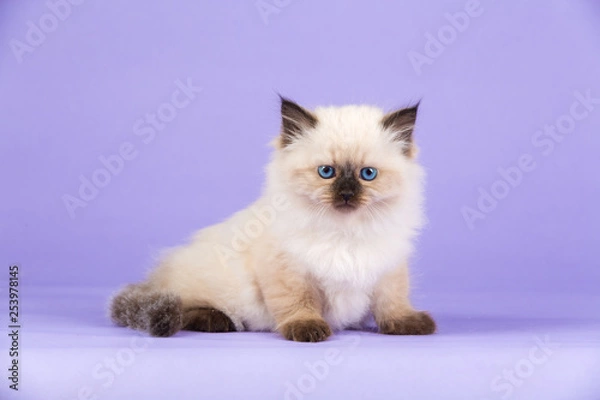 Obraz Beautiful Siberian kitten on purple