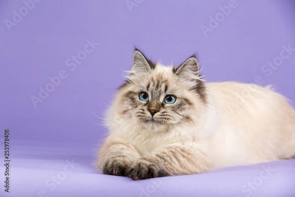 Obraz Amazing Siberian portrait cat on purple