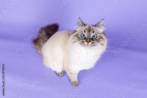 Obraz Amazing Siberian cat on purple