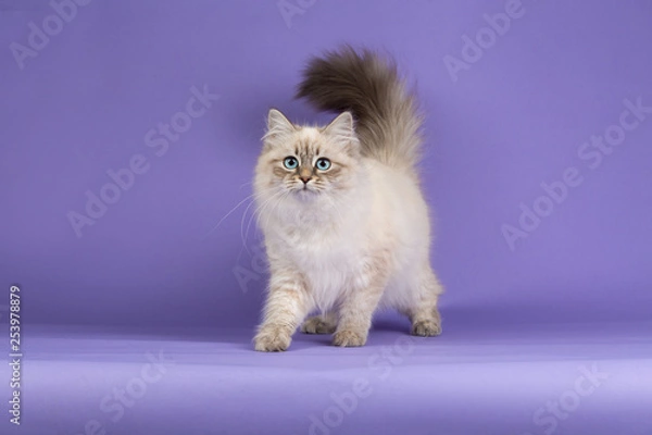 Obraz Amazing Siberian cat on purple