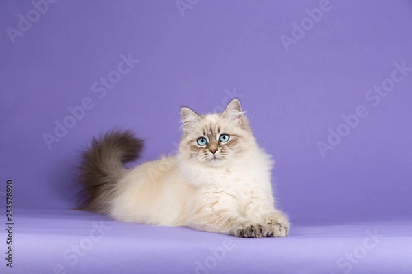 Obraz Amazing Siberian cat lying on purple