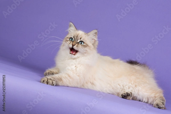 Obraz Amazing Siberian cat on purple