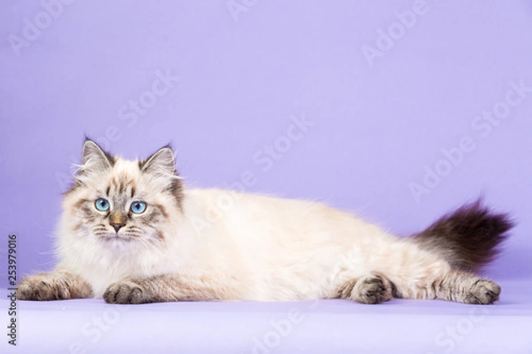 Obraz Amazing Siberian cat on purple