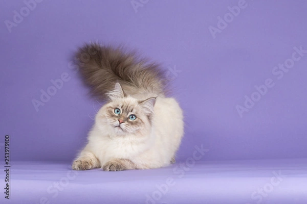 Obraz Amazing Siberian cat on purple