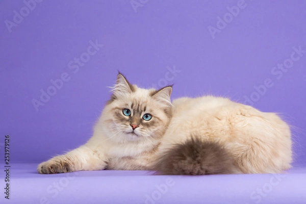 Obraz Amazing Siberian cat on purple