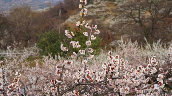 Fototapeta 매화2