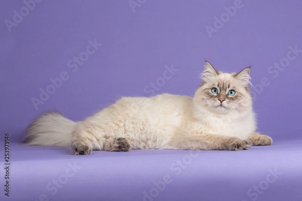 Obraz Amazing Siberian cat on purple