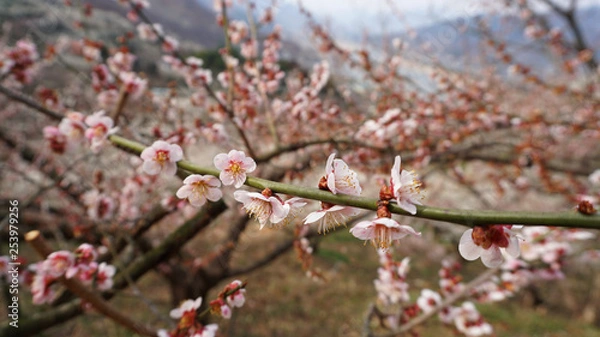 Fototapeta 매화3