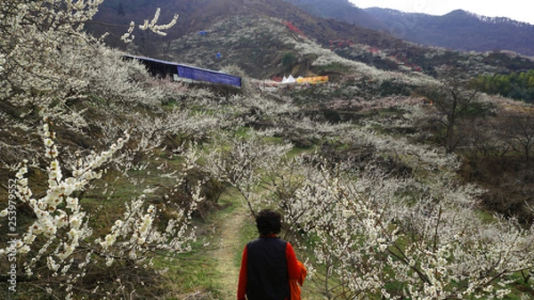 Fototapeta 광양 매화축제9