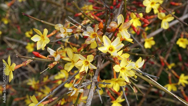 Fototapeta 개나리