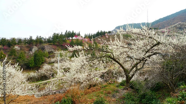 Fototapeta 광양 매화축제 12