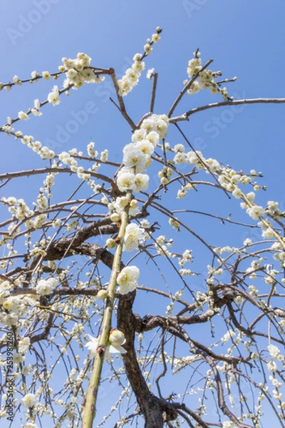 Fototapeta 梅まつり　名古屋　農業センター