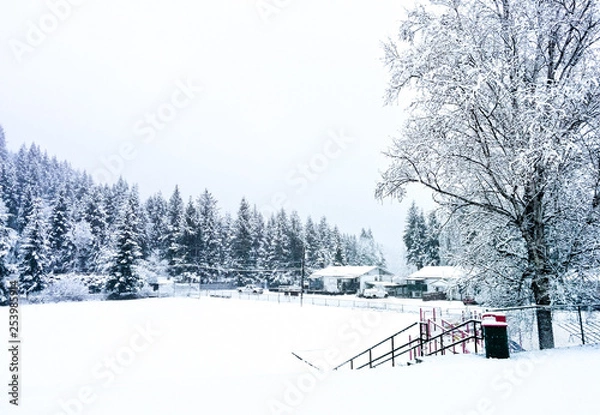 Fototapeta a winter nature view with pine trees on the back