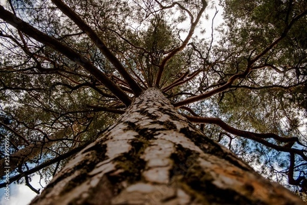 Fototapeta pine tree from the otom