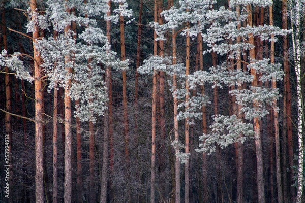 Obraz frosty pines forest