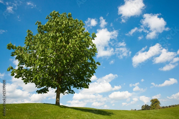 Obraz Single tree horizontal