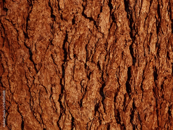 Fototapeta 木の皮