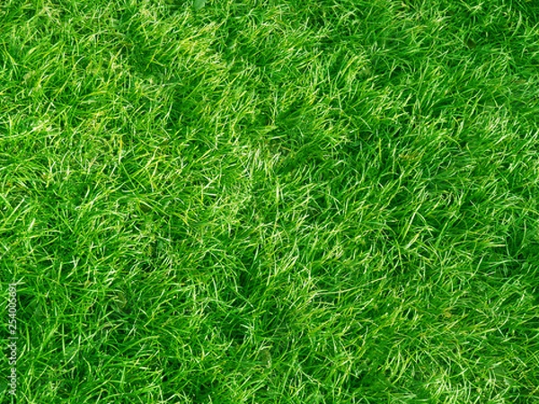 Obraz 鮮やかな芝生