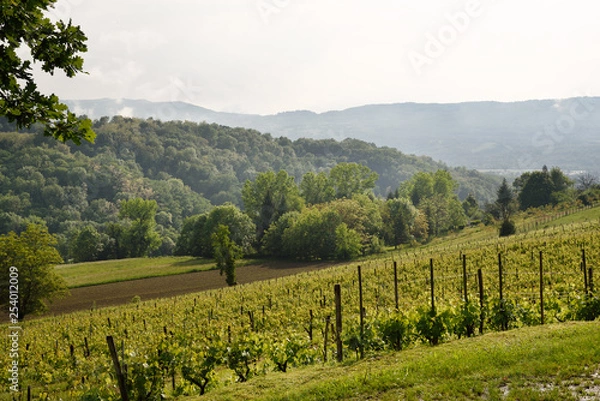 Obraz paysage vignoble