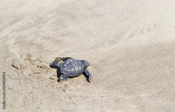 Fototapeta A small sea turtle crawling along the sandy beach towards the ocean to survive.