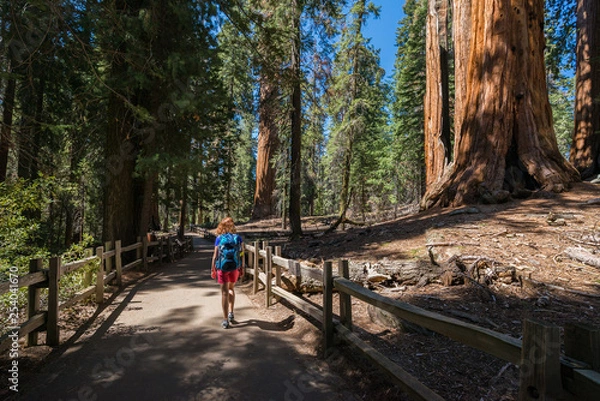 Fototapeta Young woman is walking and looking at the giant sequoia trees in General Grant Grove section of Kings Canyon National Park, California