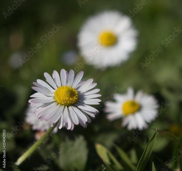 Obraz Daisy persistent and widespread growth, heralding the arrival of spring to our gardens, has resulted in children using its flowers to make necklaces and adults desperately trying to rid `weed`.